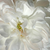 Biela - Ruža perpetual hybrid - White Jacques Cartier